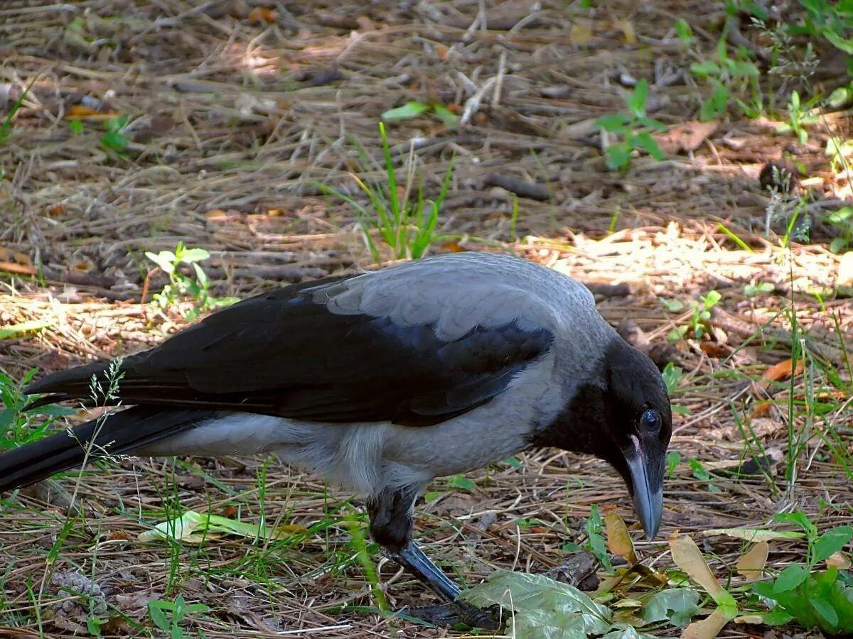 Corvus cornix птица. Серая ворона птица. Серая ворона вороны. Ворон семейство врановых. Видеть серую ворону