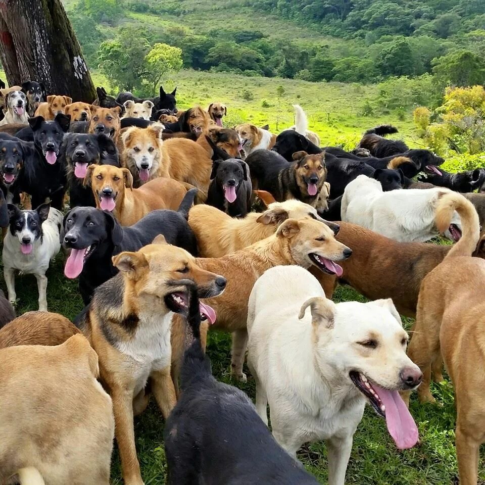 Собачий приют Коста Рика. Собачий рай в Коста Рике. Рай для собак в Коста Рике. Приют «Страна бродячих собак» в Коста-Рике. Породы собак стран