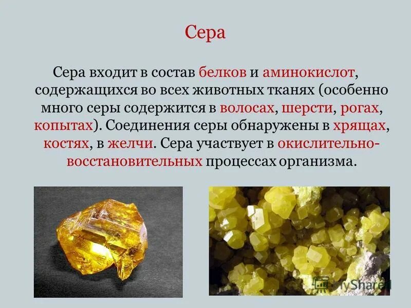 Сера в живом организме