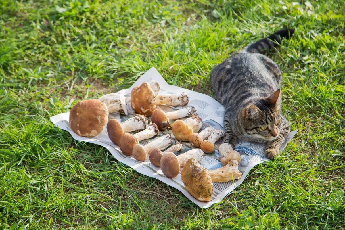 Чувствую приближение