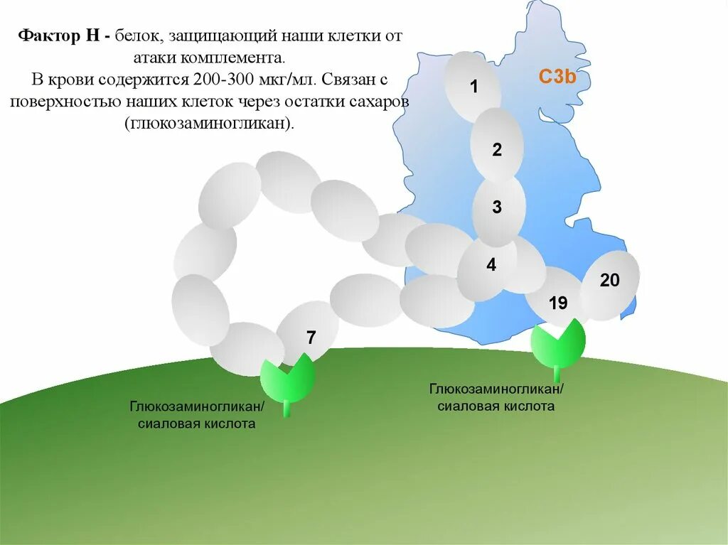 Фактор h системы комплемента. Белок связывающий фактор н. Защищенный белок. Фактор комплемента в крови.