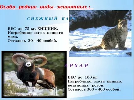 Животные красной книги алтайского края