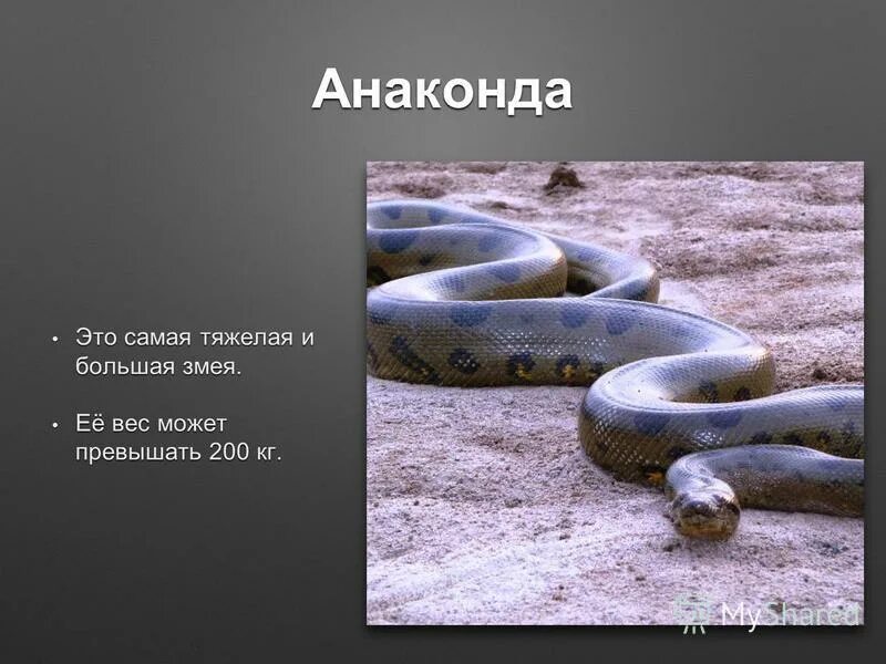 Анаконда. Презентация на тему Анаконда. Рассказ о змеях. Змеи занесенные в красную.