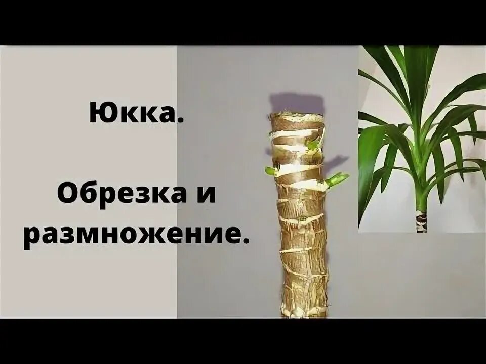Как размножить растение юкка. Пальма юкка черенкование. юкка драцена пальма. юкка пальма комнатная размножение. драцена юкка размножение.