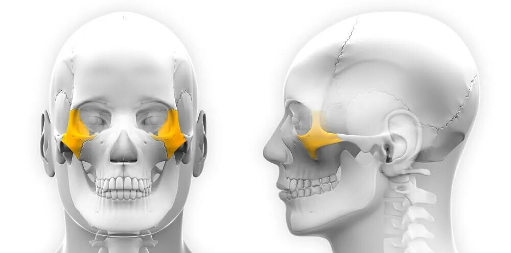 Боли костей лица. Операция на скуловую кость. Анатомия скуловой кости. Анатомия скуловой кости и дуги. Скуловая кость черепа.