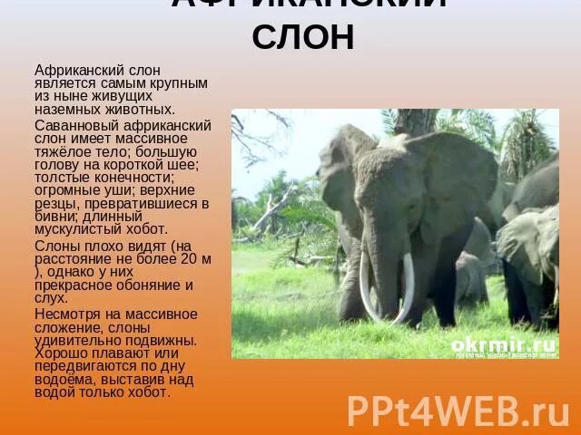 Слон рассказ окружающий мир. Доклад про слона. Сообщение на тему Африканский слон. Слоны краткое описание. Доклад о слонах.