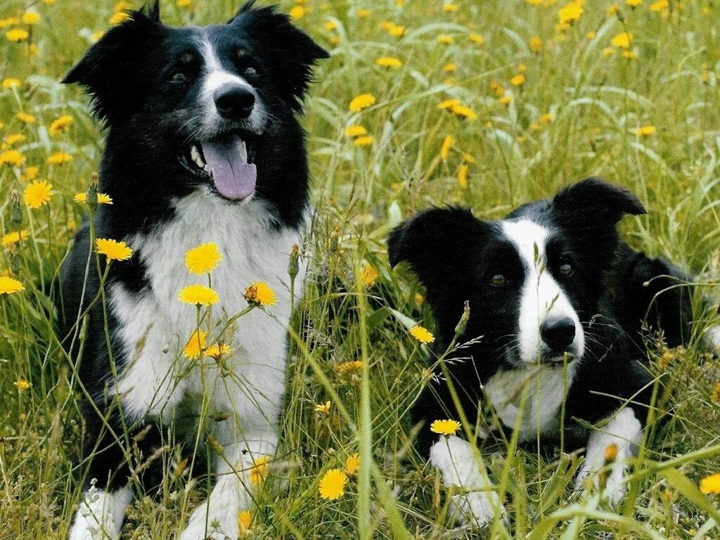 английская овчарка фото. аусси фото. два щенка. малыш черныш. братья щенки.