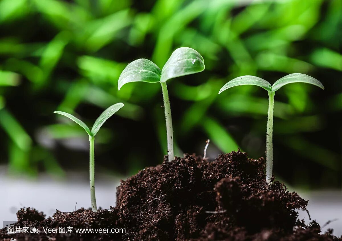 отделенный от материнского растения росток 7 букв. ростки капусты. отделенный от материнского растения росток 7 букв. прорастание семян проросток. отделенный от материнского растения росток 7 букв.