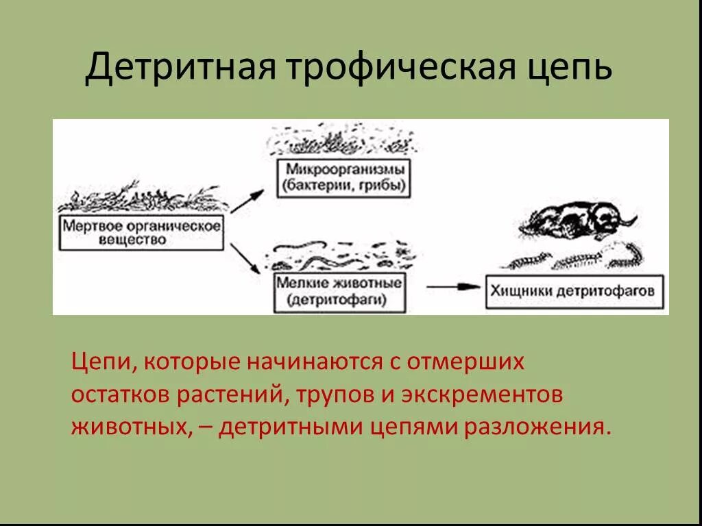 Последовательность звеньев в цепи выедания. Трофические уровни детритной цепи. Цепь разложения детритная цепь. Детритная цепь 5 класс биология. Детритная цепь биология 9 класс.