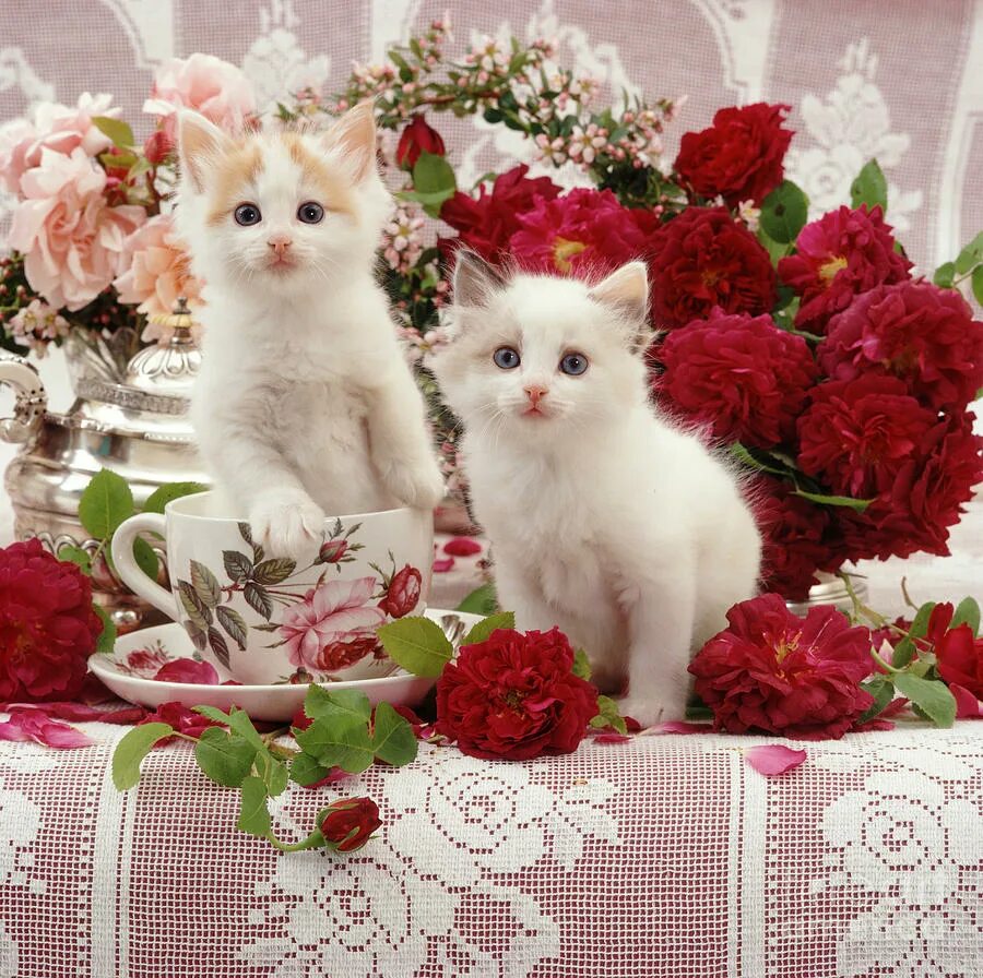 Цветы любимому котенку. Котенок в цветах. Кошка с букетом цветов. Открытки с котятами. Котёнок с цветком.