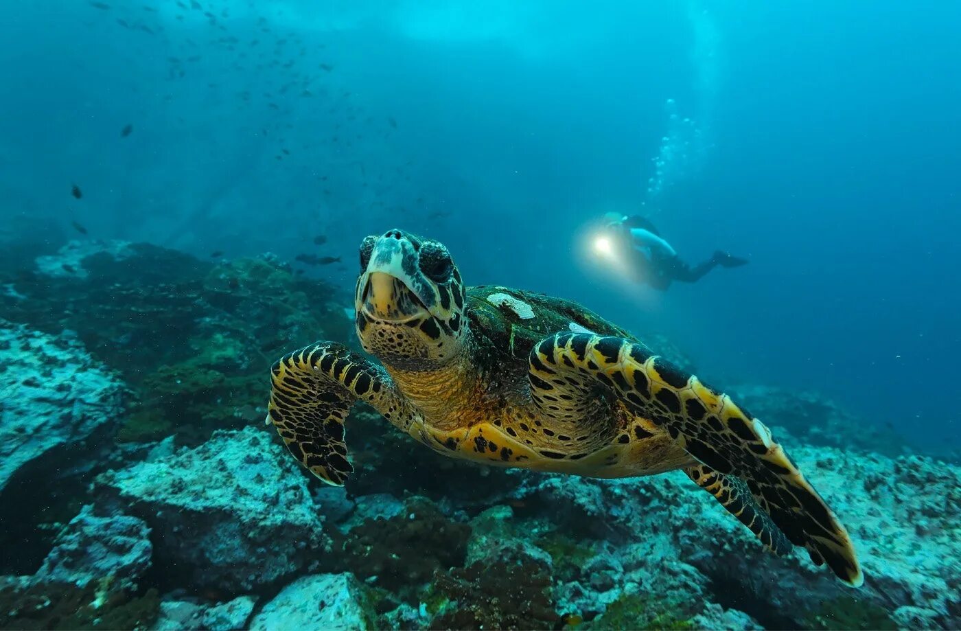 подводный мир тихого океана. обитатели мировых океанов. подводный риф риф. атлантический океан подводный мир. морской заповедник саут-уотер-кей,.