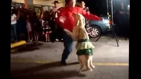 Собака танцует под песню