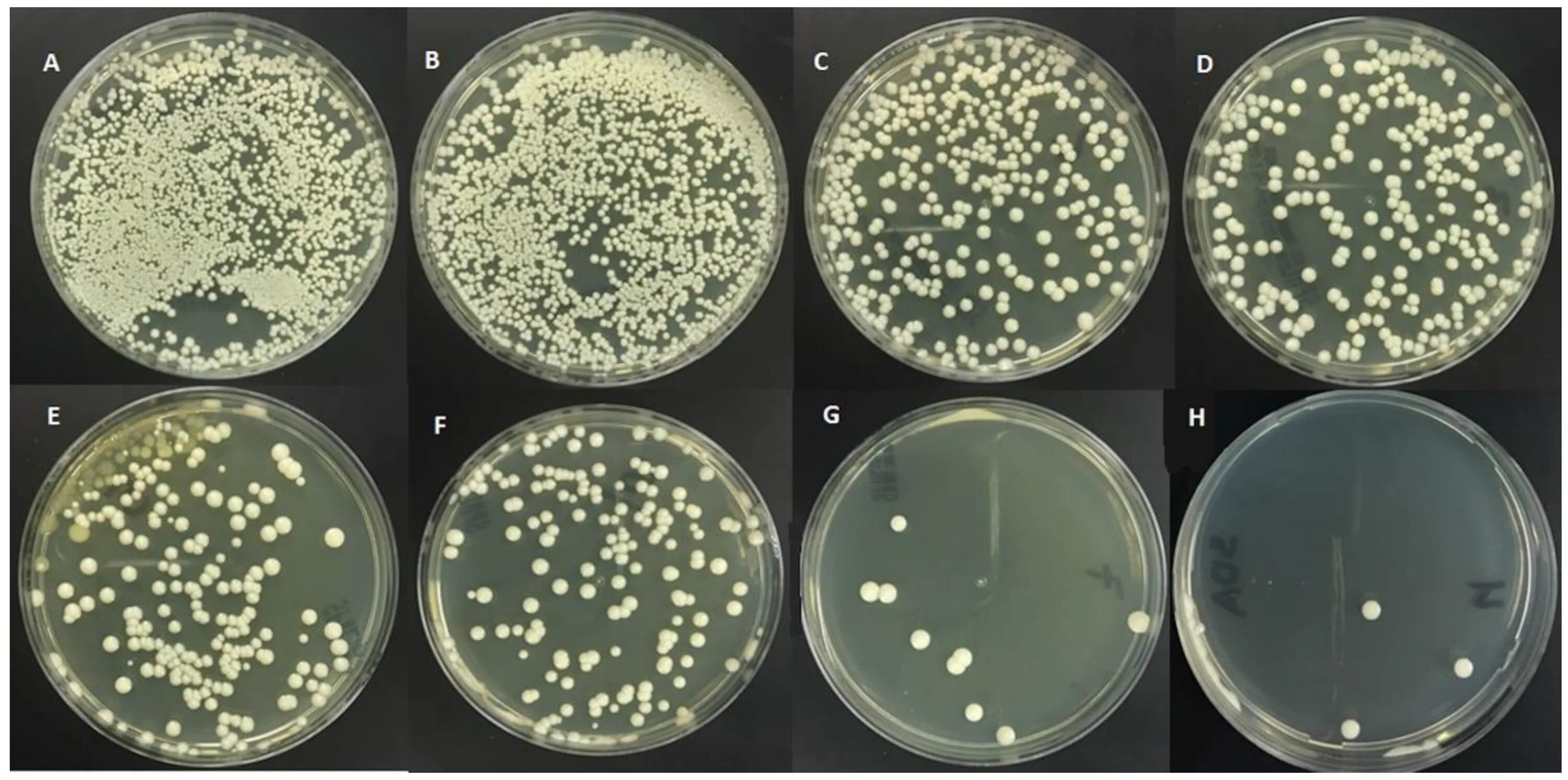 Споры candida. Среда Сабуро микробиология кандида. Дрожжеподобный гриб Candida albicans. ОМЧ чашка Петри 30 колоний.