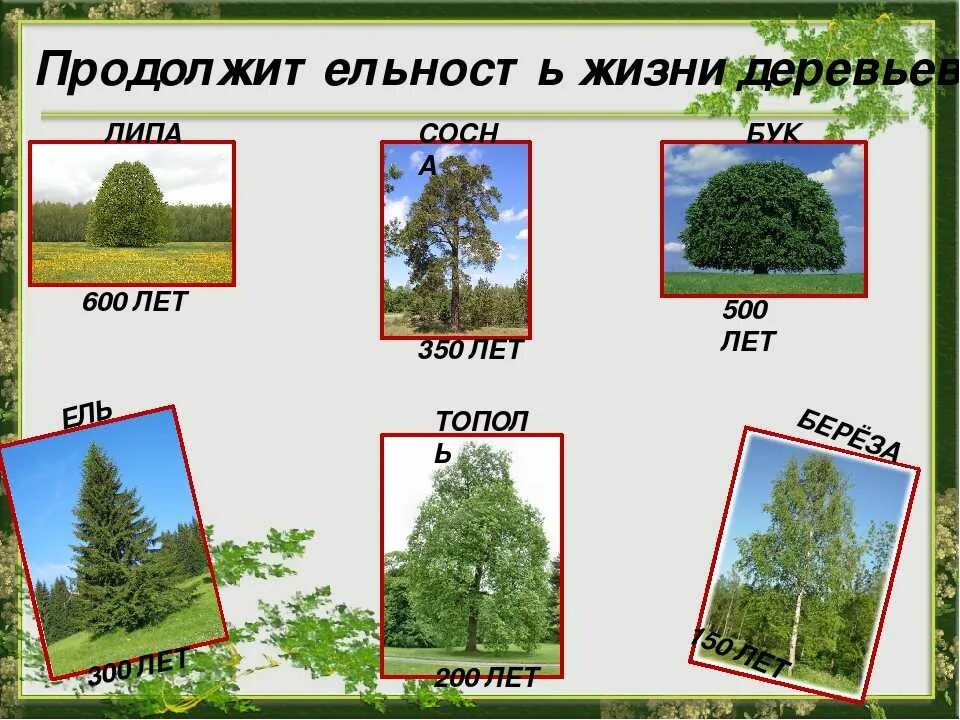 Какое дерево называют деревом жизни. Продолжительность жизни деревьев береза дуб осина липа. Продолжительность жизни деревьев окружающий мир 1 класс клен. Продолжительность деревьев таблица. Продолжительность жизни деревьев таблица.