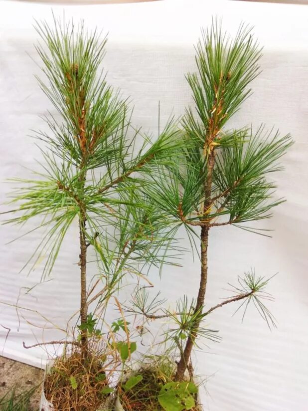 сосна горная мугус саженцы. пять сосен. пять сосен. сосна кедровая pinus sibirica. сосна обыкновенная габитус.