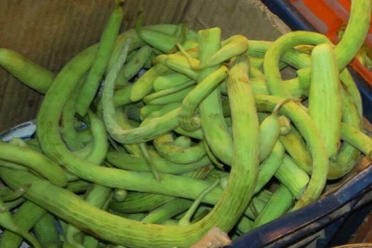 Растение дыня змеевидная. Дыня змеевидная. Дыня змеевидная. Дыня змеевидная армянский огурец. Дыня змеевидная богатырь.