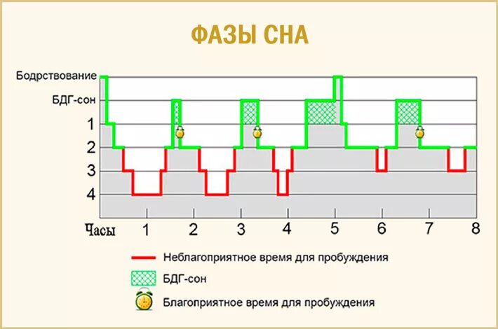 Пробуждение анализ. Схема цикла сна. Короткая и длинная фаза сна. Фазы быстрого и медленного сна таблица по времени. Фазы и циклы сна.