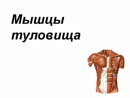 1 мышцы туловища