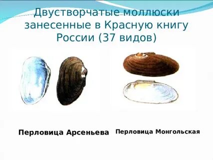 Перловица обыкновенная развитие прямое или с метаморфозом
