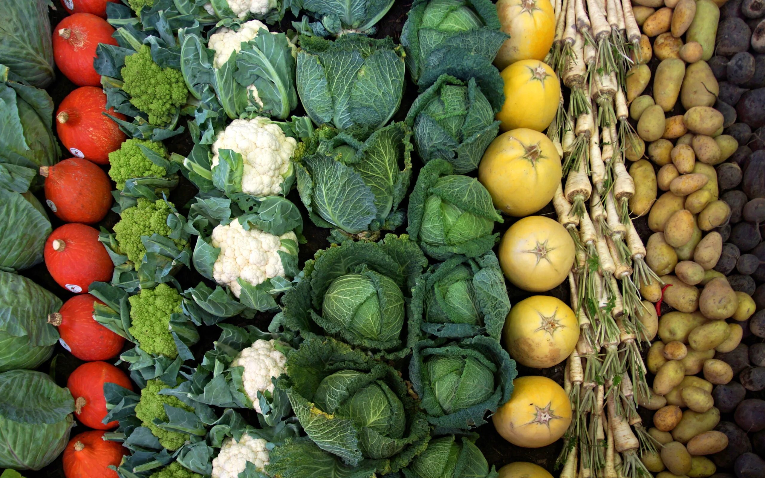 Vegetables овощи. Овощные растения. Овощи разные. Овощные культурные растения. Плантация овощей и фруктов.