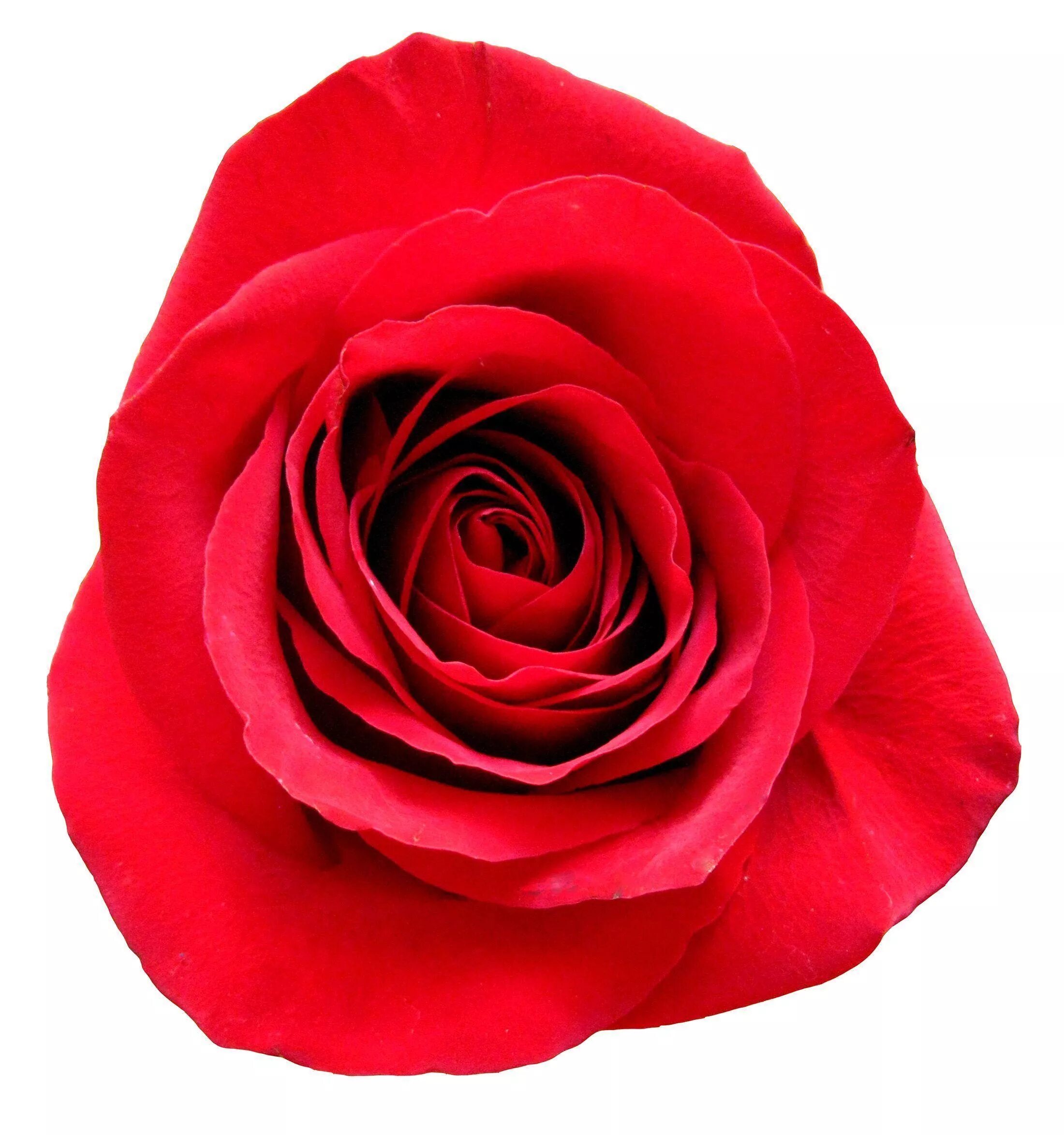 Rose webcam
