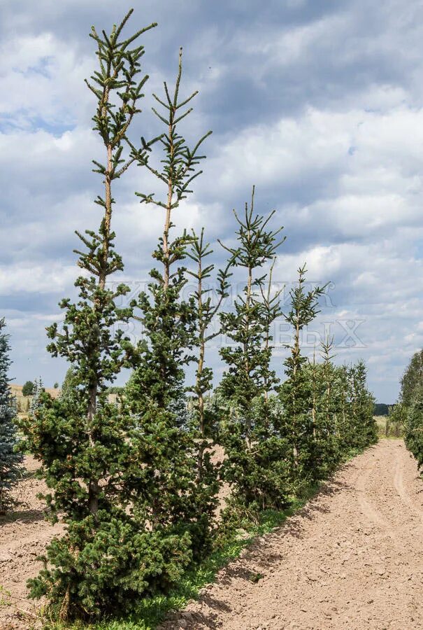 Ель страйк. Ель колючая лаки страйк. Picea pungens Lucky Strike. Picea Abies Lucky Strike. Лайки страйк елка.