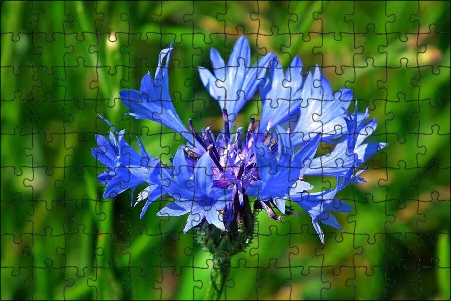 Василёк синий. Василек посевной. Василёк донской (centaurea tanaitica klok. Английский васильков. Василек лагуна.