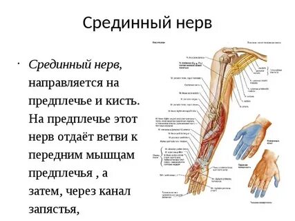 Нерв правой руки