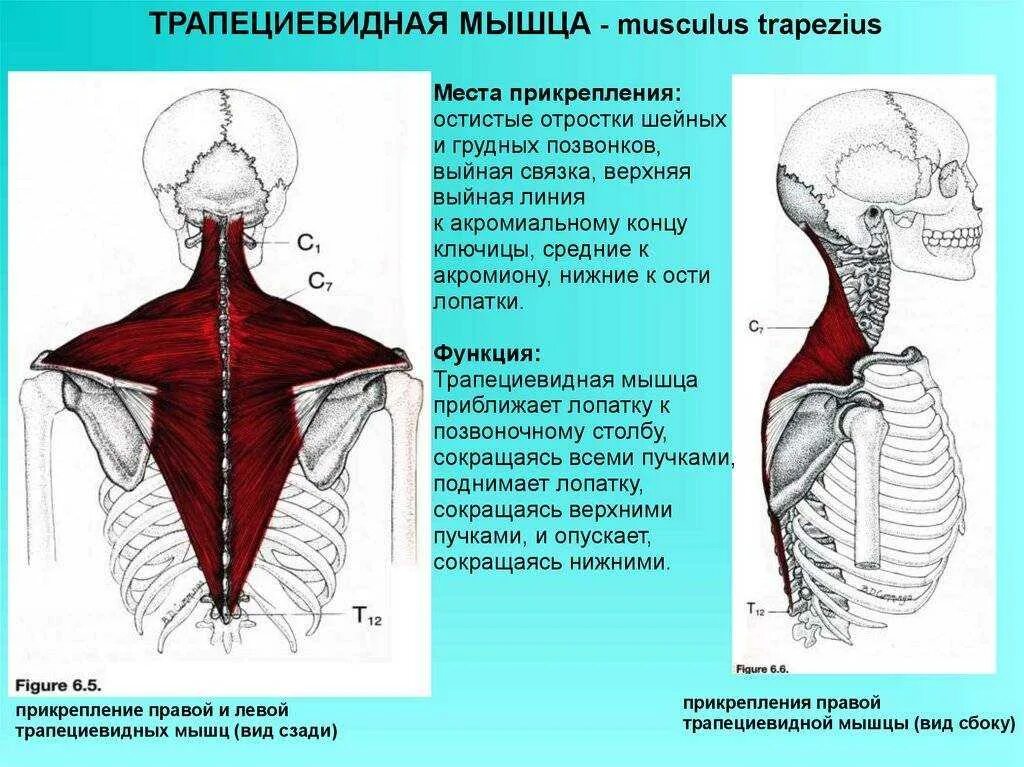 Трапециевидная функция. Трапециевидная мышца (m. Trapezius). Трапециевидная мышца место прикрепления спереди. Иннервация трапециевидной мышцы спины.