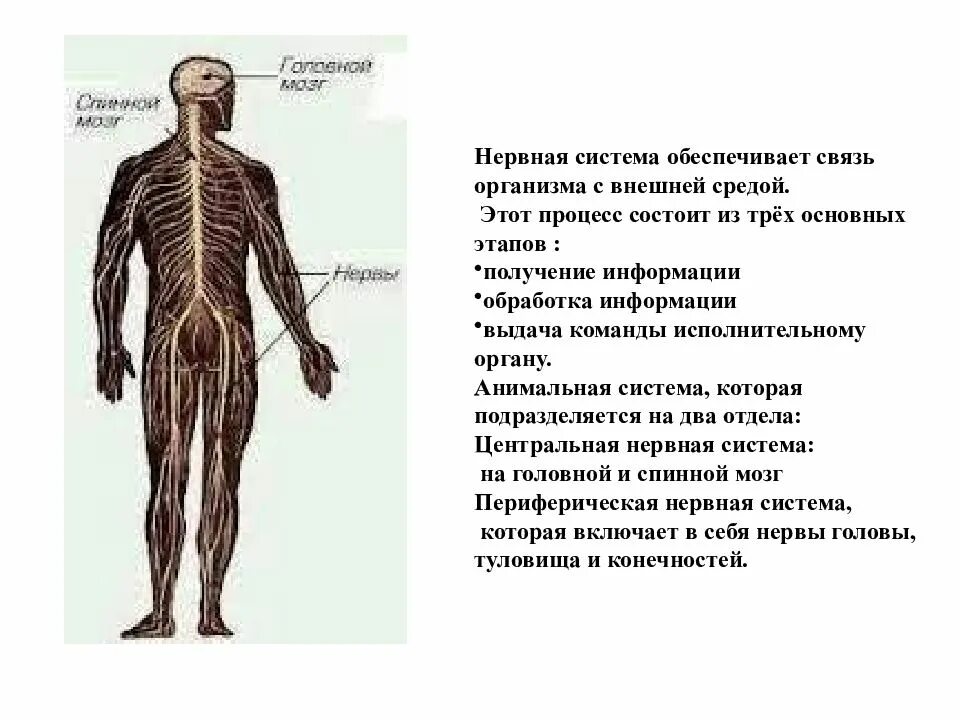 Что составляет периферическую нервную