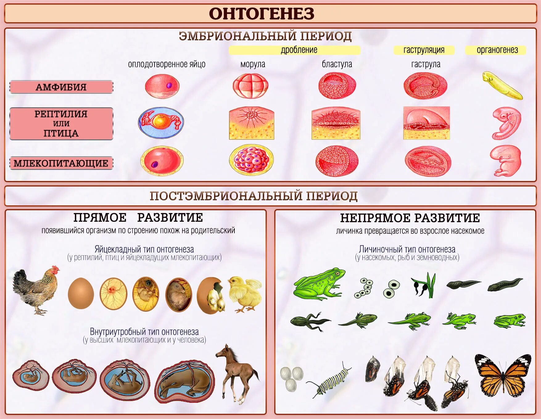 Онтогенез эмбриональное постэмбриональное. Постэмбриональный период онтогенеза схема. Постэмбриональное развитие животных схема. Этапы постэмбрионального периода онтогенеза. Постэмбиональныйонтогенез.