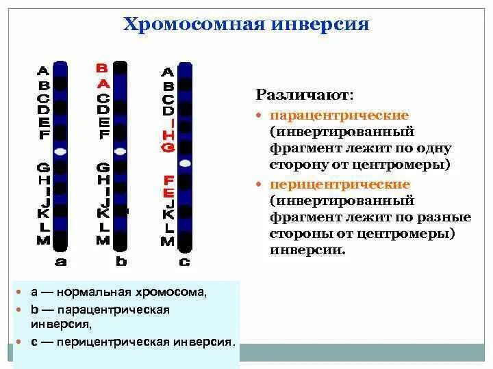 Инверсия это в биологии. Хромосомная инверсия. парацентрическая инверсия. инверсия хромосом. парацентрическая инверсия хромосомы.