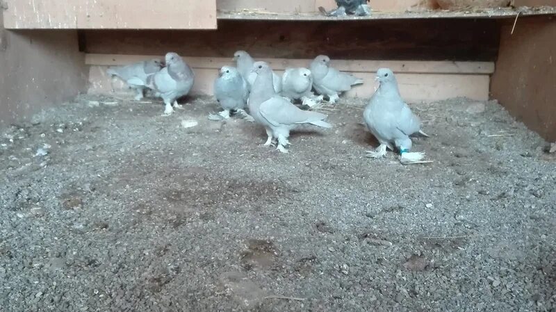 Голубе таджикистан. Таджикские голуби бойные. голуби таджикистана бойные. узбекские бойные голуби касаны. бойные голуби ирака.