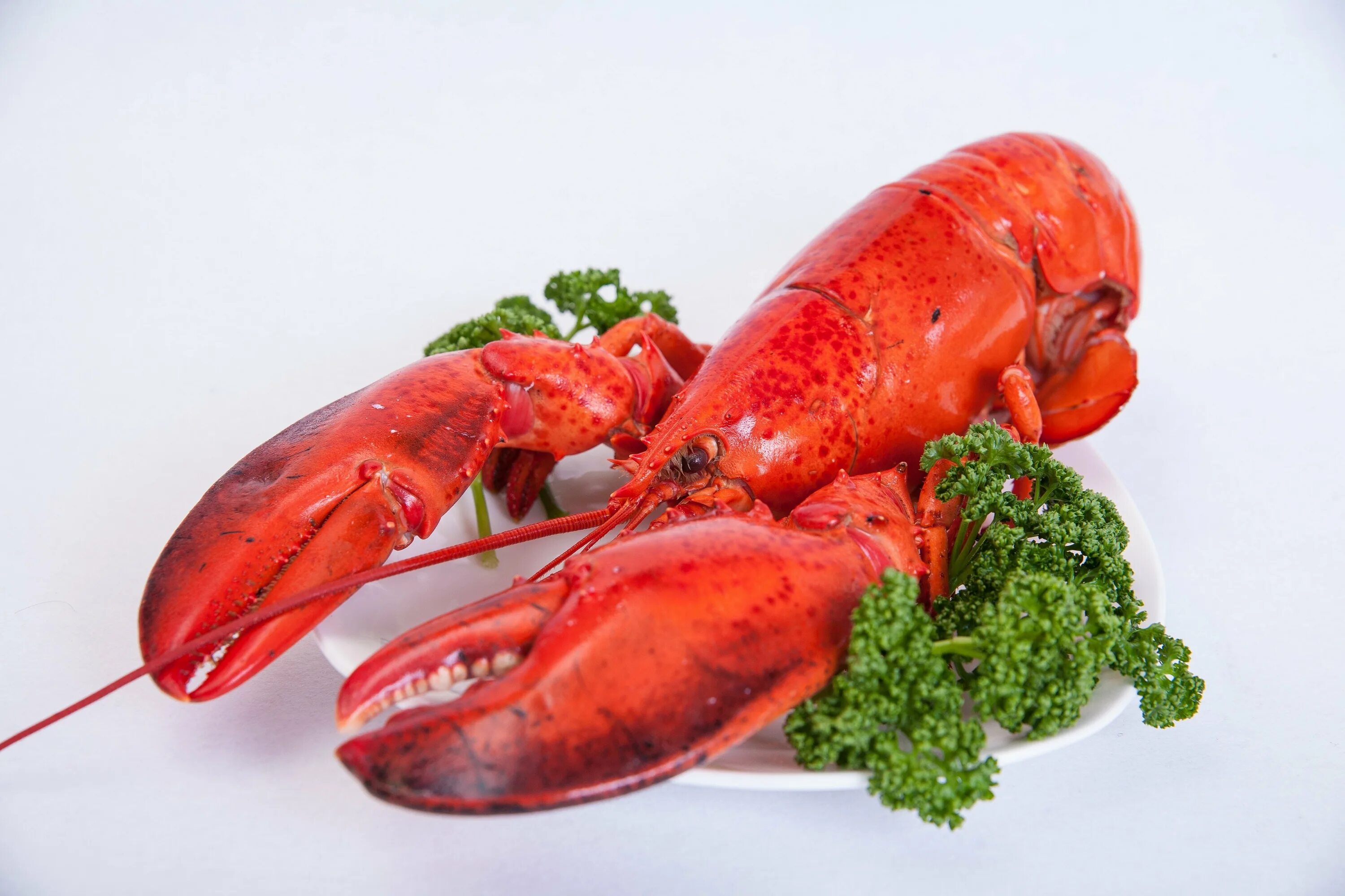 Лангусты крабы. Морепродукты крабы лангусты омары. креветка омар лобстер. морепродукты омар лангуст. креветка лангуст омар лобстер.