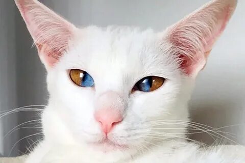 Животные с разными глазами