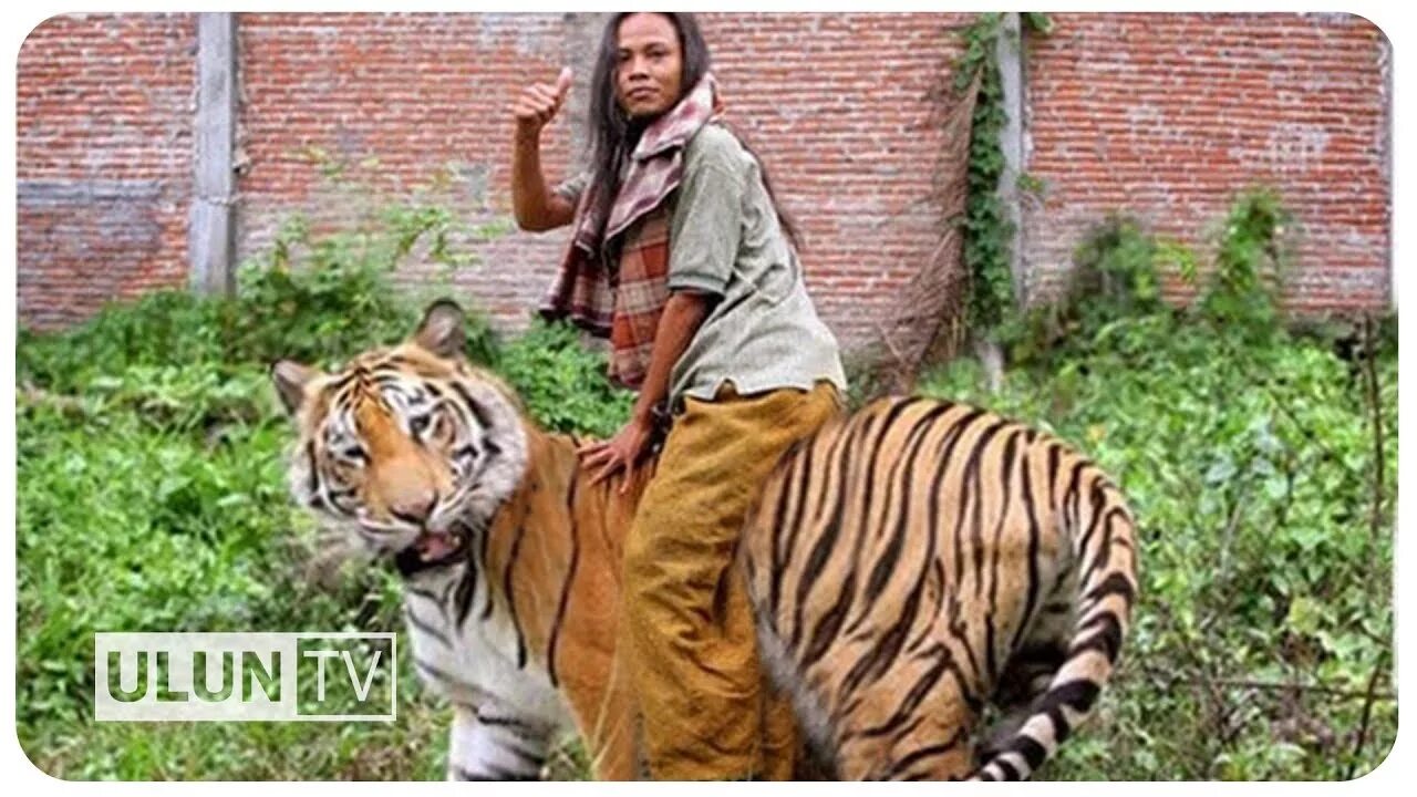 Мужчина коза женщина тигр. Человек верхом на Тигре. Парень с тигром. Женщина тигр. Тигр на поводке.