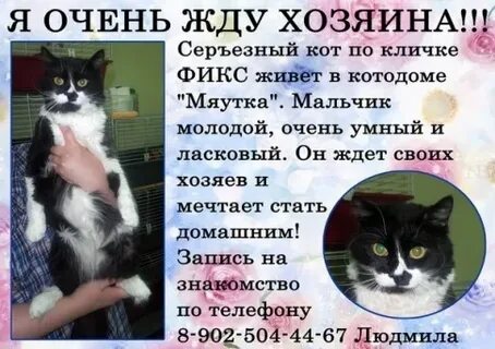 Давай придумаем другое имя для кота