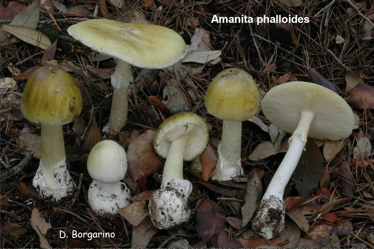 Бледная поганка гриб. Бледная поганка (Amanita phalloides). Amanita phalloides гриб. Шампиньон и поганка.