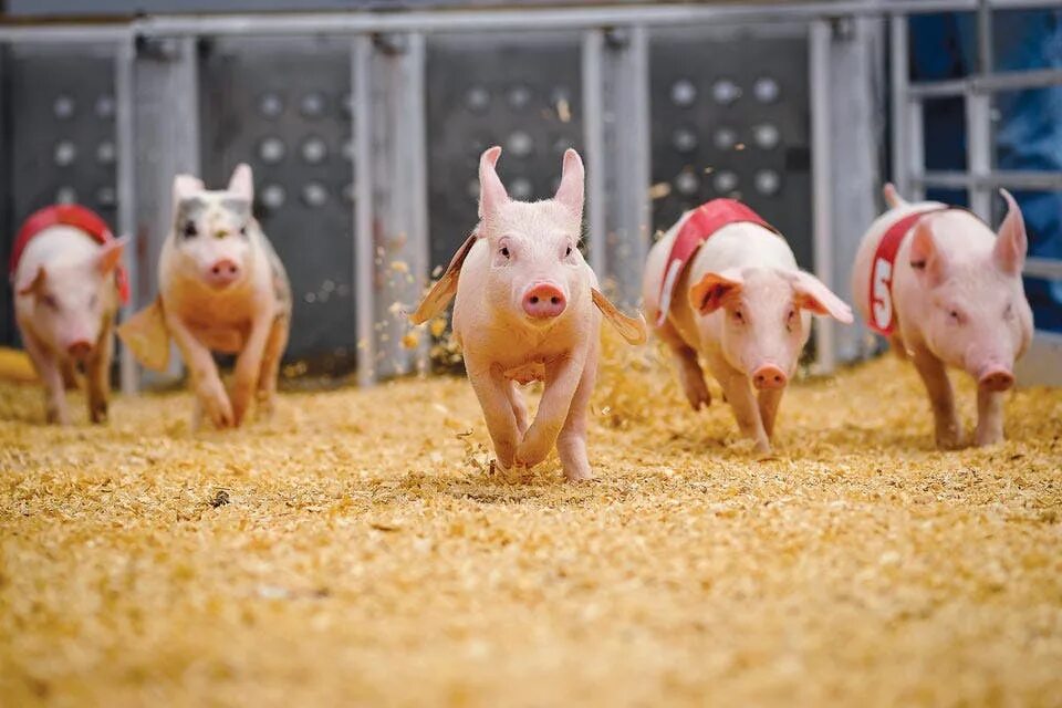 Pig call