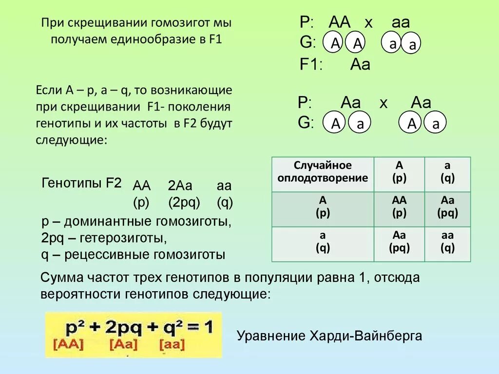 Сколько разных фенотипов получится при скрещивании