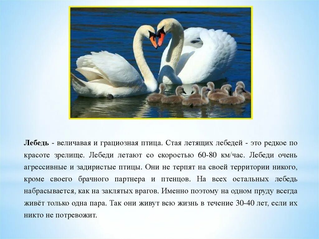 Слова лебедь музыка. Лебедь для презентации. Кратко о лебедях. Описание лебедя. Лебедь Перелетная птица.