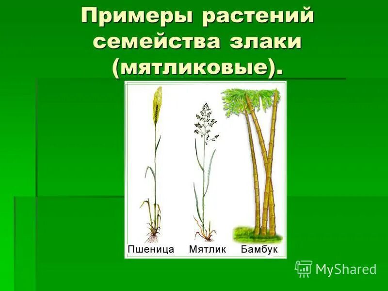 Приведите по три примера растений злаки. Злаковые растения примеры. Семейство злаки примеры. Семейство злаковые примеры растений. Злаковые растеняпримеры.