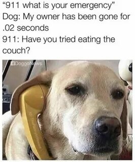 100 Animal Memes That Will Keep You Laughing For Hours Funny animal memes, Funny