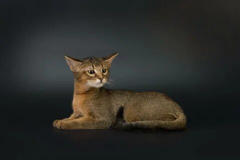 Кошка чаузи ф1