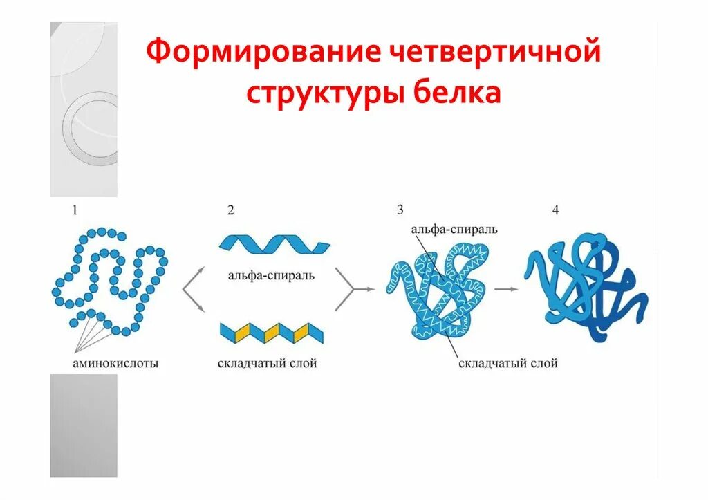 Процессы формирования четвертичной структуры белка. Четвертичная структура белка гемоглобина. четвертичная структура белка функции. четвертичная структура белка. белки с четвертичной структурой.