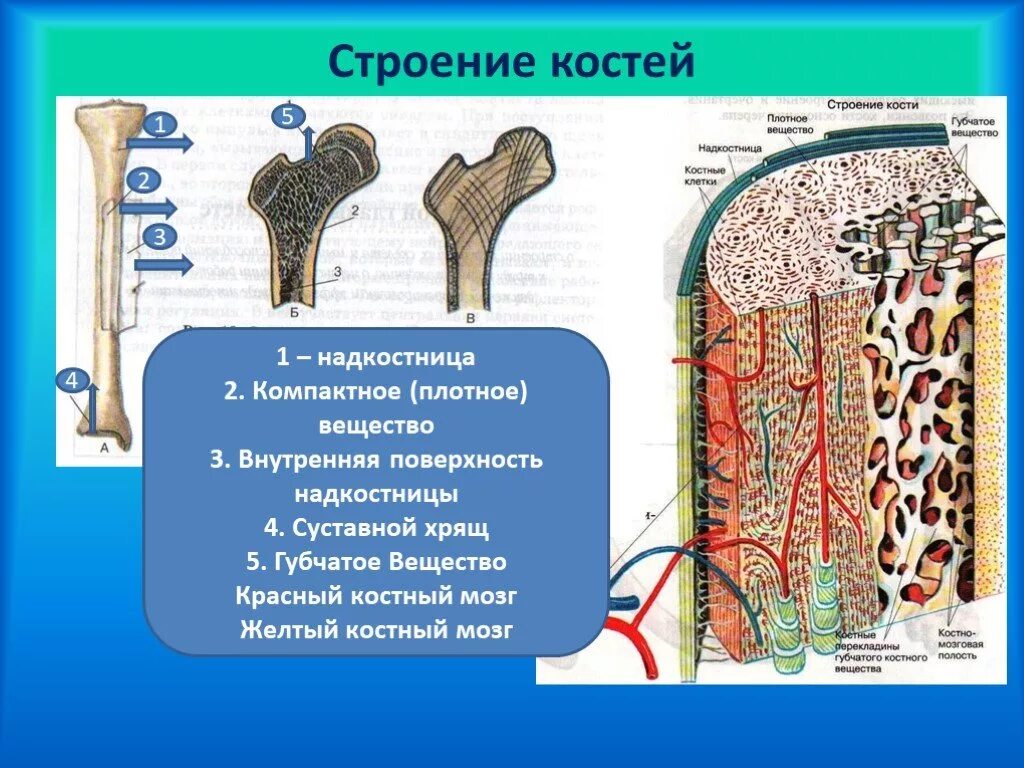 Компактное вещество состоит из. Состав строение костей биология. строение кости человека 8 класс биология. строение кости надкостница компактное и губчатое. строение кости компактное вещество состав.