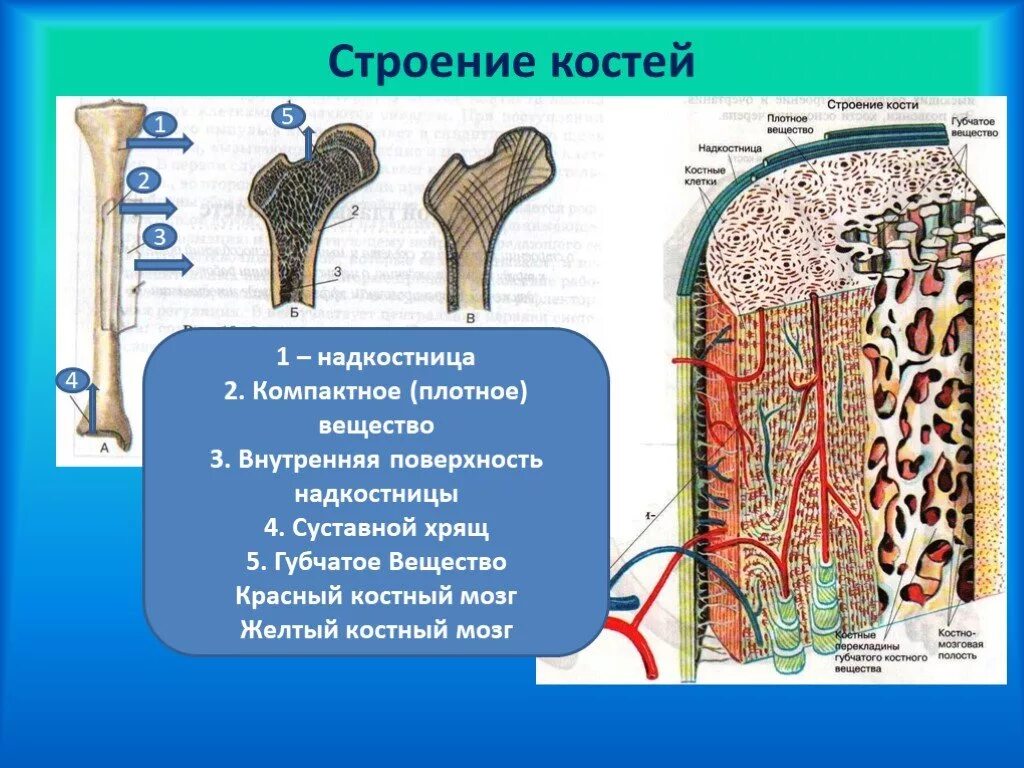 Костномозговая полость компактное вещество надкостница губчатое. Костный мозг и надкостница. Надкостница, эндост. Костный мозг. Состав строение костей биология. Микроскопическое строение костей.