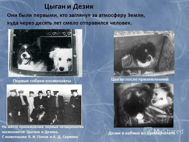 собаки цыган и дезик в космосе. дейзик и цыган в космосе. собаки-космонавты звездочка чернушка стрелка и белка. дезик и цыган капустин яр 22 июля 1951 г. полет собак цыган и дезик.