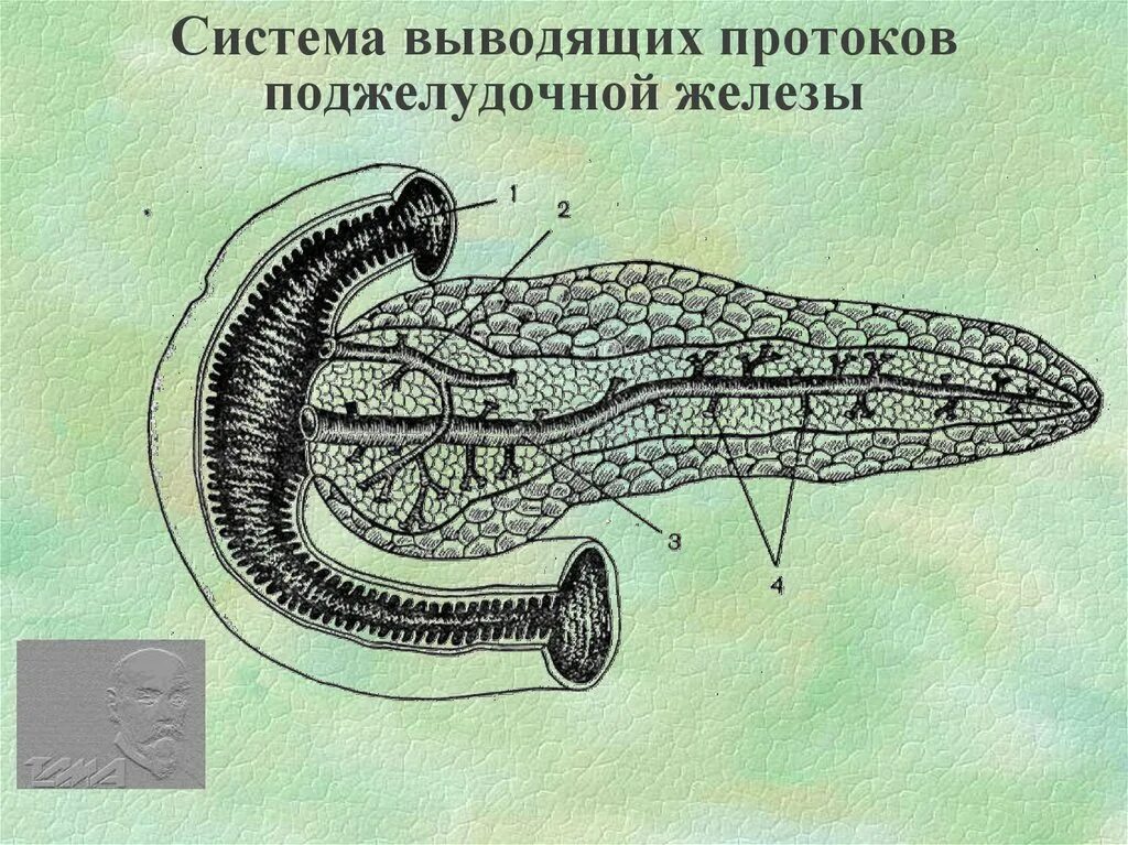 Вирсунгов проток это. Система протоков желудочной железы. Панкреатический проток. Проток поджелудочной железы. Система выводящих протоков поджелудочной железы.
