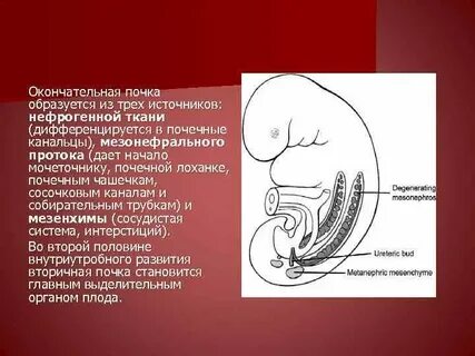 Порок мочеполовой системы